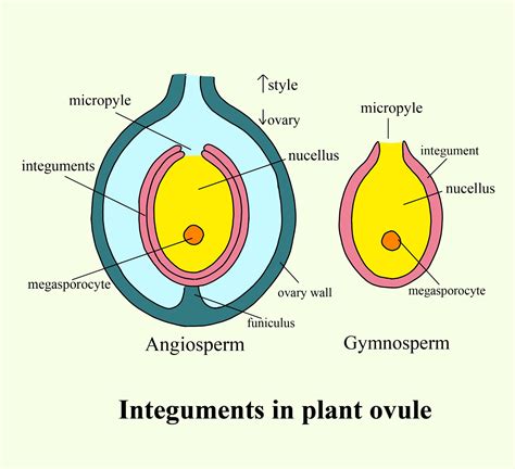 ‘Ovule’ 